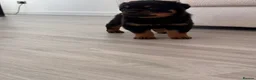 Rottweiler dogs for sale: Traditional type  KC Registered Rottweiler pups  - Advert 16