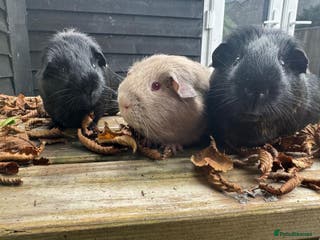 Guinea Pig rodents Trio of super sweet & friendly boars! - Advert 15