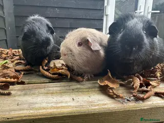 Guinea Pig rodents Trio of super sweet & friendly boars! - Advert 2