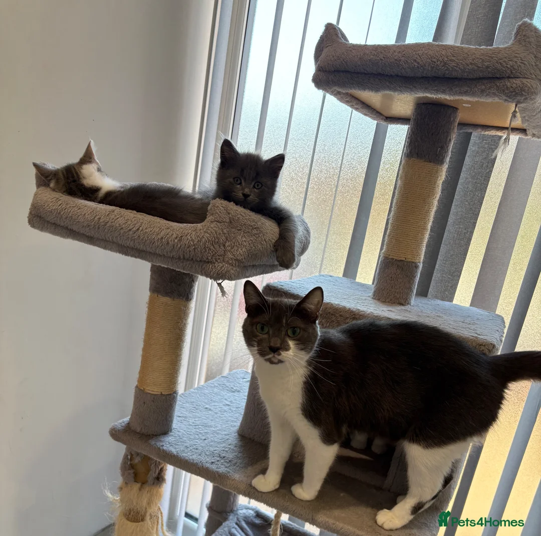 Mixed Breed cats for sale: 5 Adorable mixed breed kittens for sale. in Nottingham - Advert 27