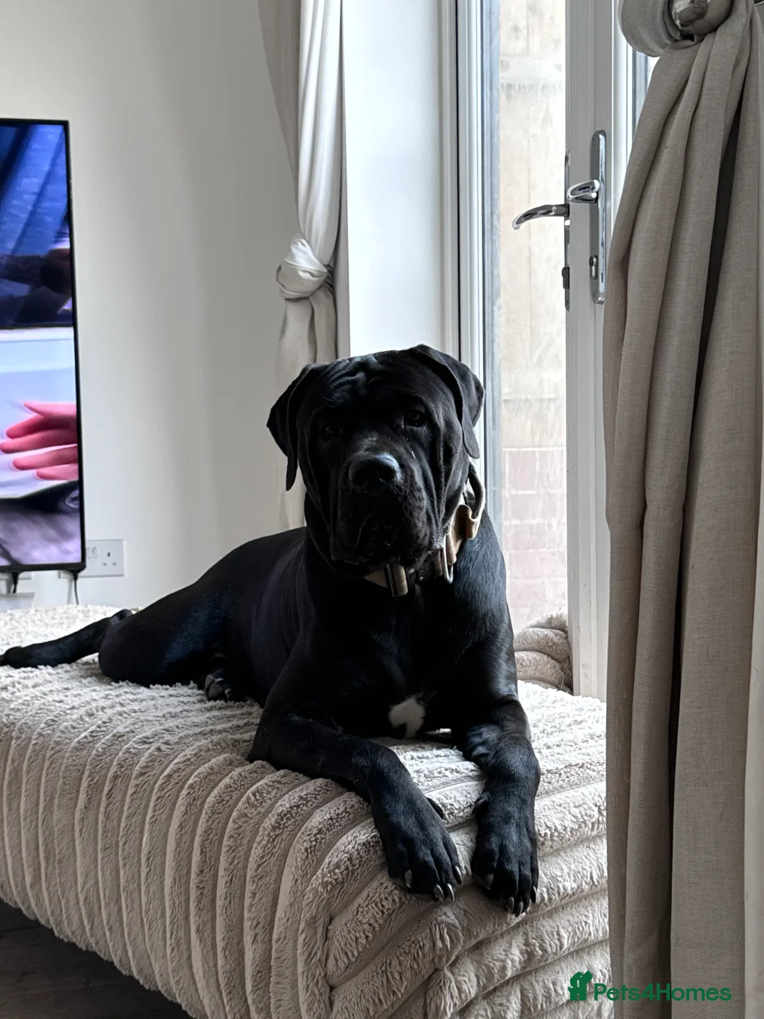 Cane Corso dogs for sale: 🏆 CHAMPION CANE CORSO PUPS 🏆/KC REGISTERED MERLE - Advert 36