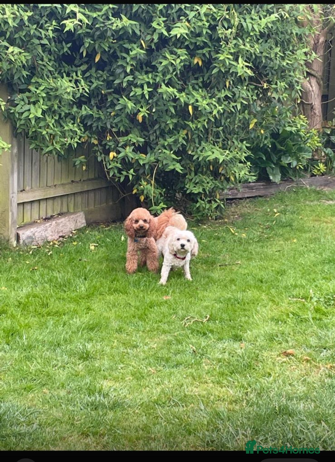 Cavapoo dogs for sale: Cavapoo - Image 2