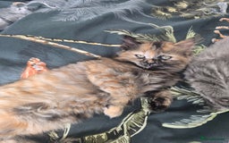 Ragdoll cats for sale: Ragdoll cross kittens - Image 6