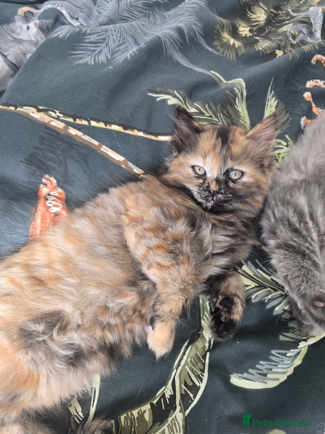Ragdoll cats for sale: Ragdoll cross kittens - Image 6