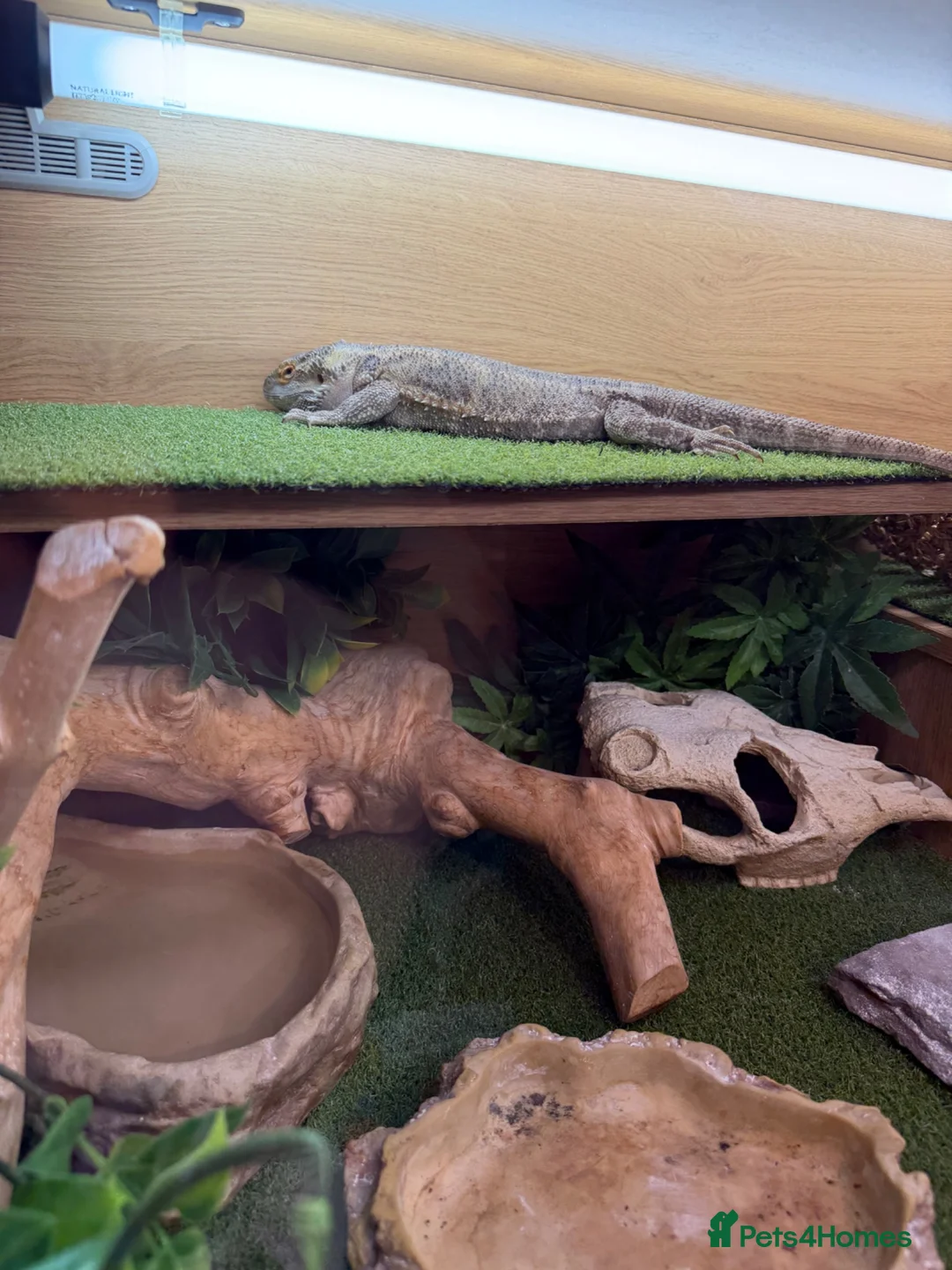 Bearded Dragon reptiles for sale: Bearded dragon just turned 2 male with 4ft viv - Advert 4