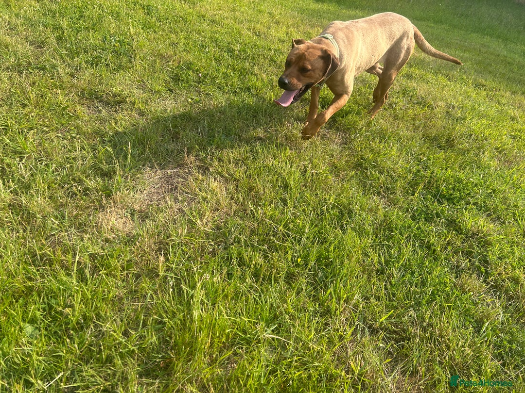 Rhodesian Ridgeback dogs for sale: Lady  - Image 5
