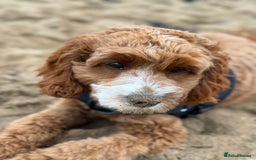 Cavapoo dogs for sale: Expecting a litter-health tested F1b Cavapoo pups - Image 8