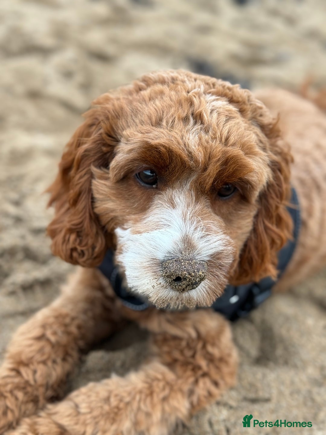 Cavapoo dogs for sale: Expecting a litter-health tested F1b Cavapoo pups - Image 8