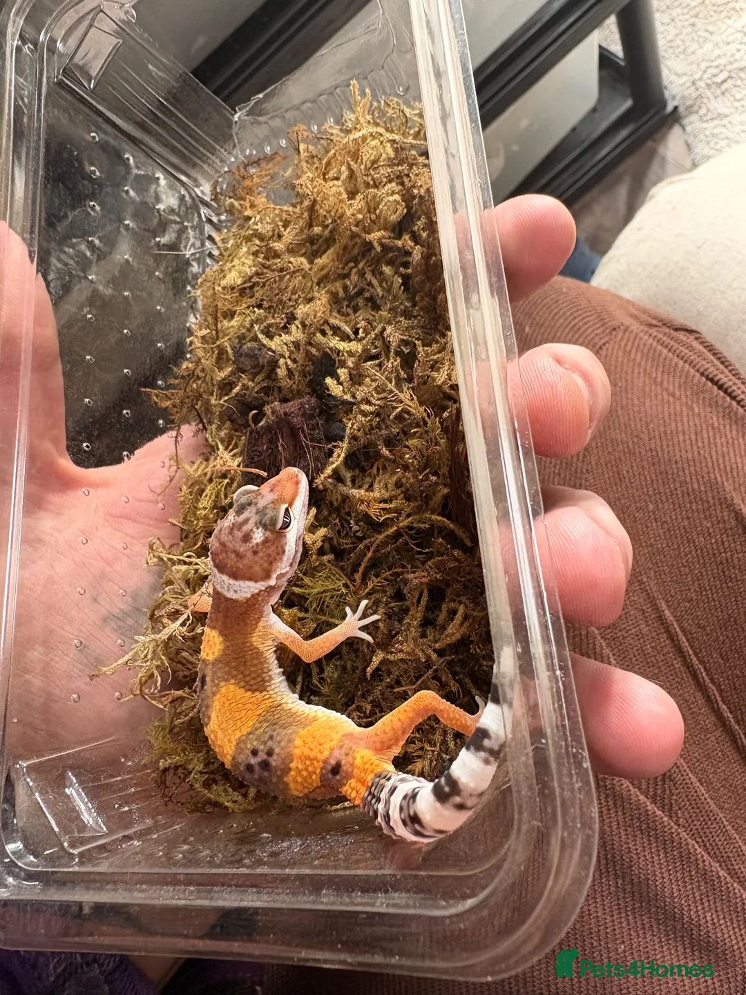 Leopard Gecko reptiles for sale: 9 week old leopard gecko babies  in Alexandria - Advert 3