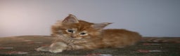 Maine Coon cats for sale: Gorgeous TICA-Registered Maine Coon Kittens! - Advert 11