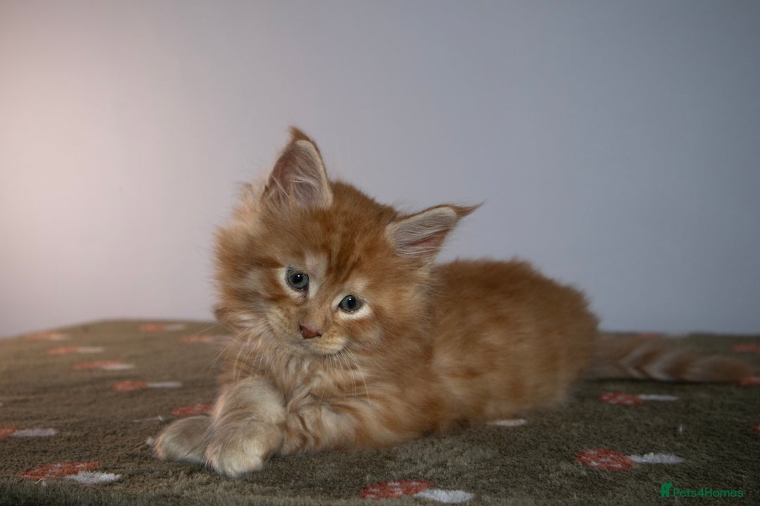 Maine Coon cats for sale: Gorgeous TICA-Registered Maine Coon Kittens! - Advert 11