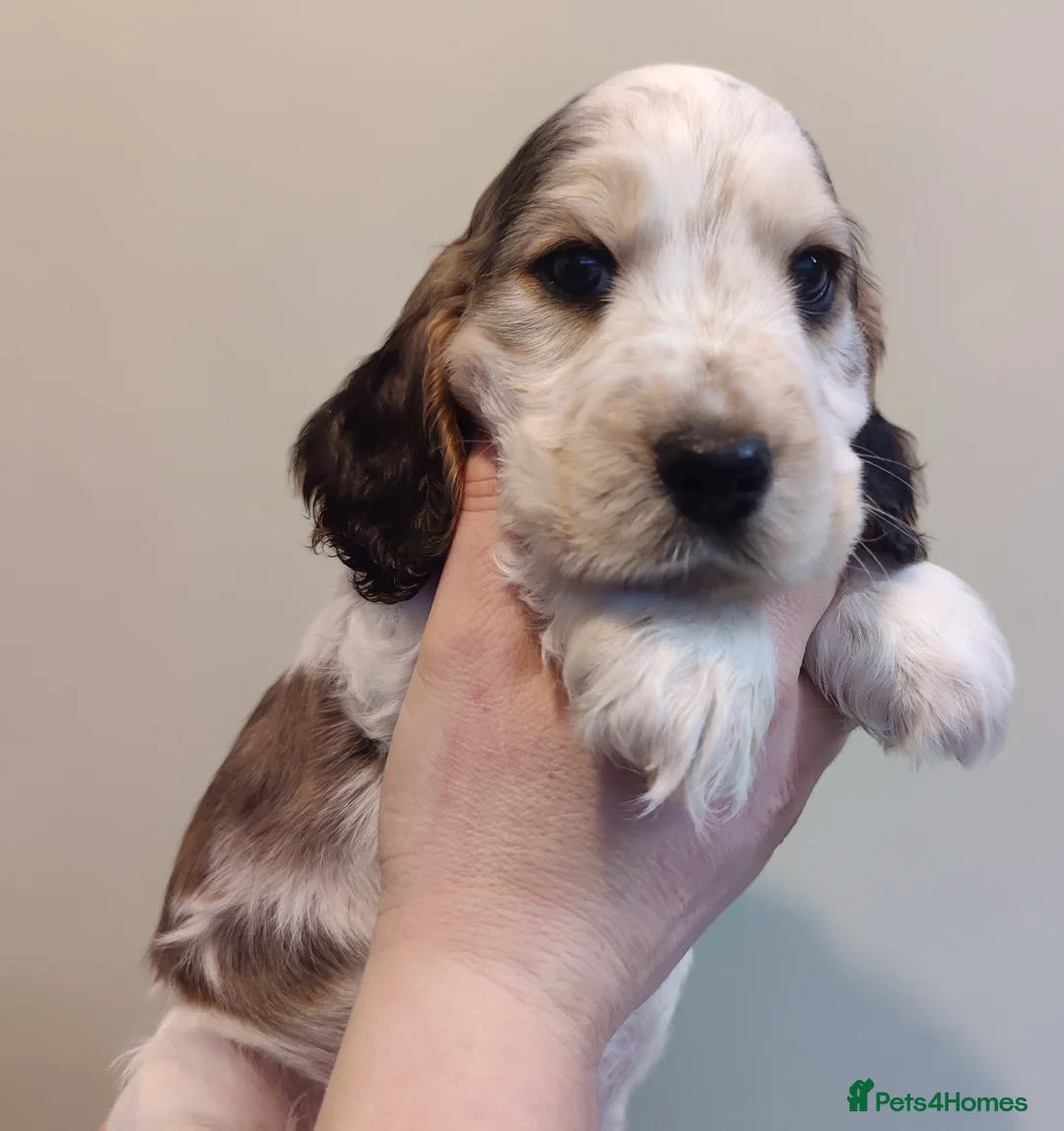 Cocker Spaniel dogs for sale: KC Registered Show Type Cocker Spaniels  - Advert 5