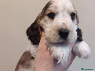 Cocker Spaniel dogs KC Registered Show Type Cocker Spaniels - Advert 15