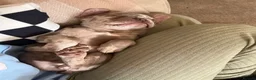 French Bulldog dogs for sale: Beautiful KC Registered Merle French Bulldog  - Advert 2