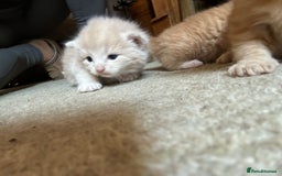Mixed Breed cats for sale: 5 kittens for sale  - Image 17