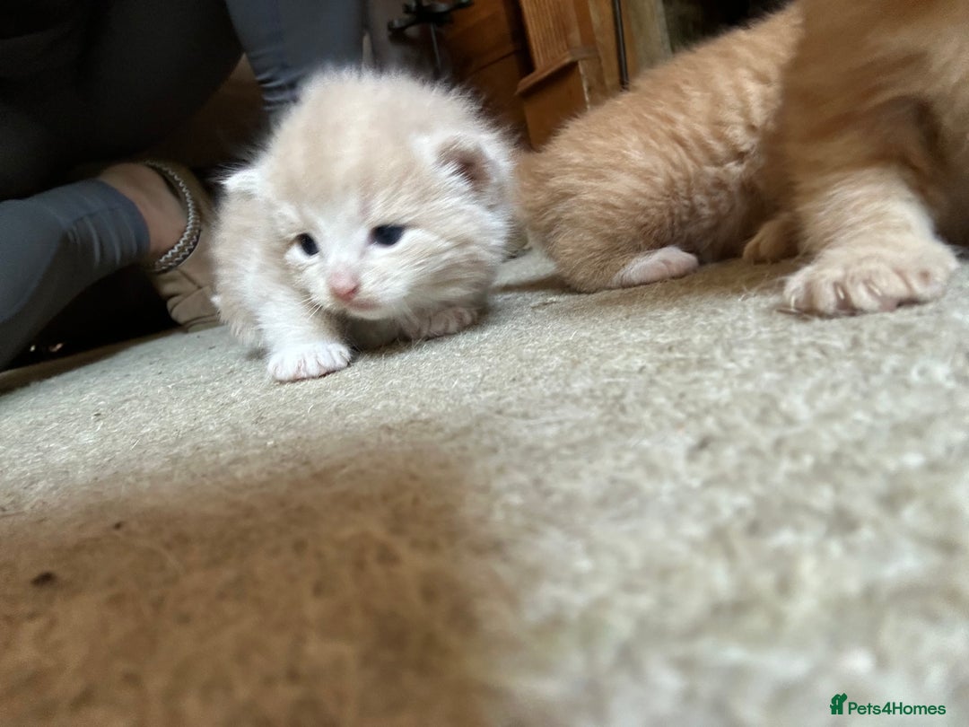 Mixed Breed cats for sale: 5 kittens for sale  - Image 17