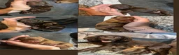 Cocker Spaniel dogs for sale: Gorgeous working cocker spaniel puppies  - Advert 6