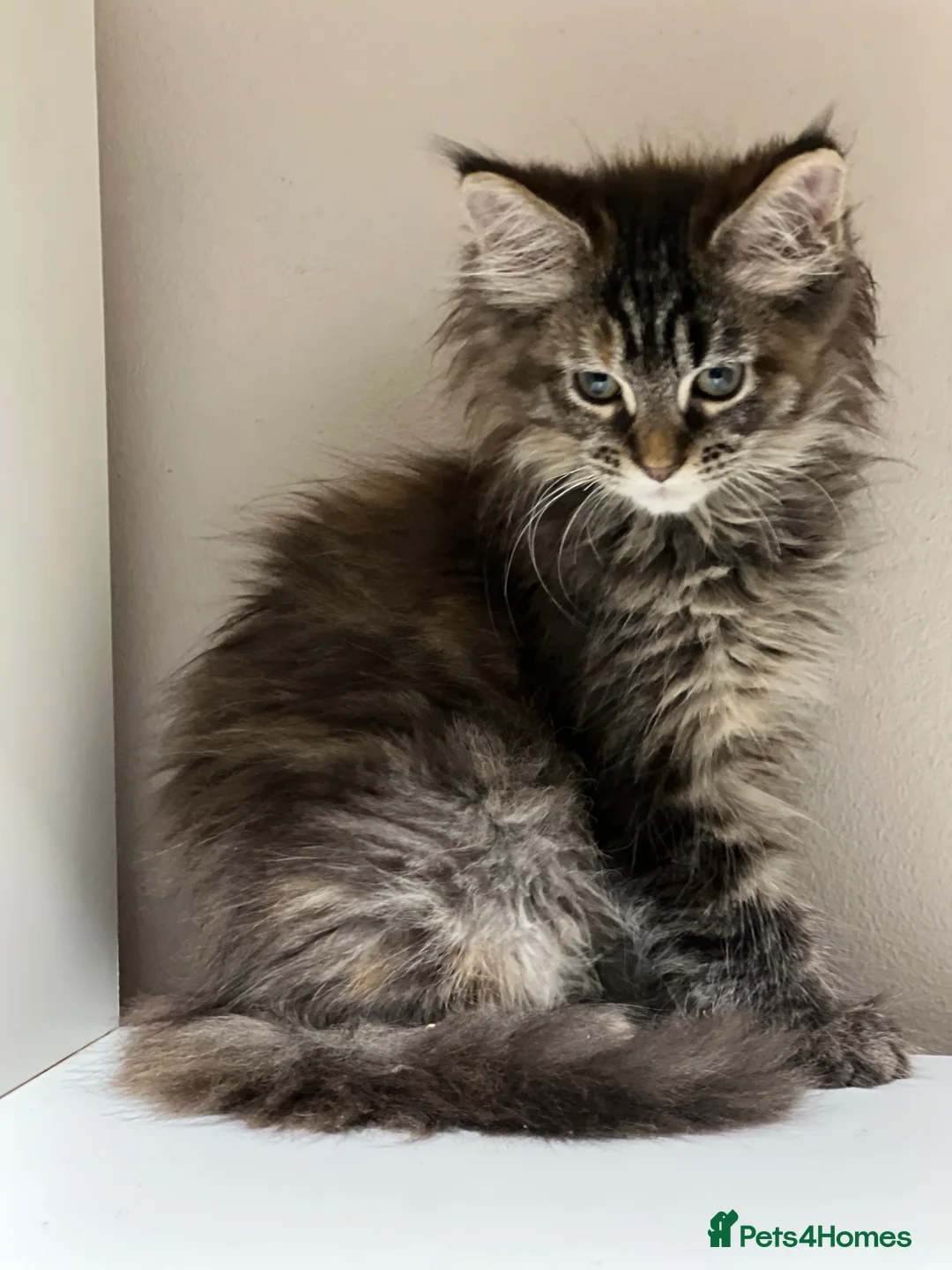 Maine Coon cats for sale: Pedigree Maine coons - Advert 1