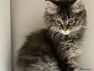 Maine Coon cats Pedigree Maine coons - Advert 7