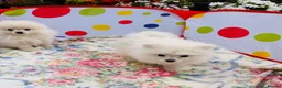 Pomeranian dogs for sale: Beautiful Pomeranian  - Advert 4