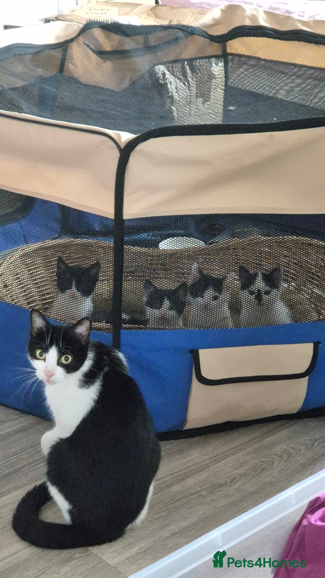 Domestic Shorthair cats for sale: Beautiful 10 week, black and white female kitten - Advert 4
