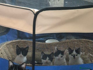 Domestic Shorthair cats Beautiful 10 week, black and white female kitten - Advert 1