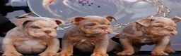 English Bulldog dogs for sale: ENGLISH BULLDOGS MERLE EPIC BULLYZ LILAC  - Advert 1