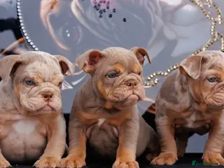 English Bulldog dogs ENGLISH BULLDOGS MERLE EPIC BULLYZ LILAC in Birmingham - Advert 1
