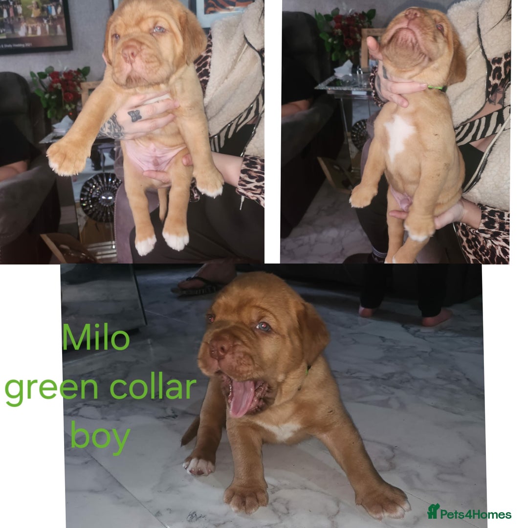 Dogue De Bordeaux dogs for sale: Dogue DeBordeaux puppies, 7males,2female - Advert 2