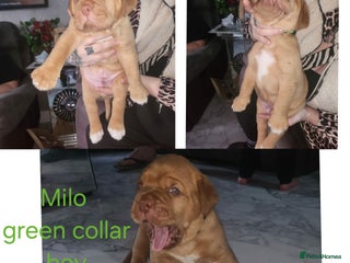 Dogue De Bordeaux dogs Dogue DeBordeaux puppies, 7males,2female - Advert 19