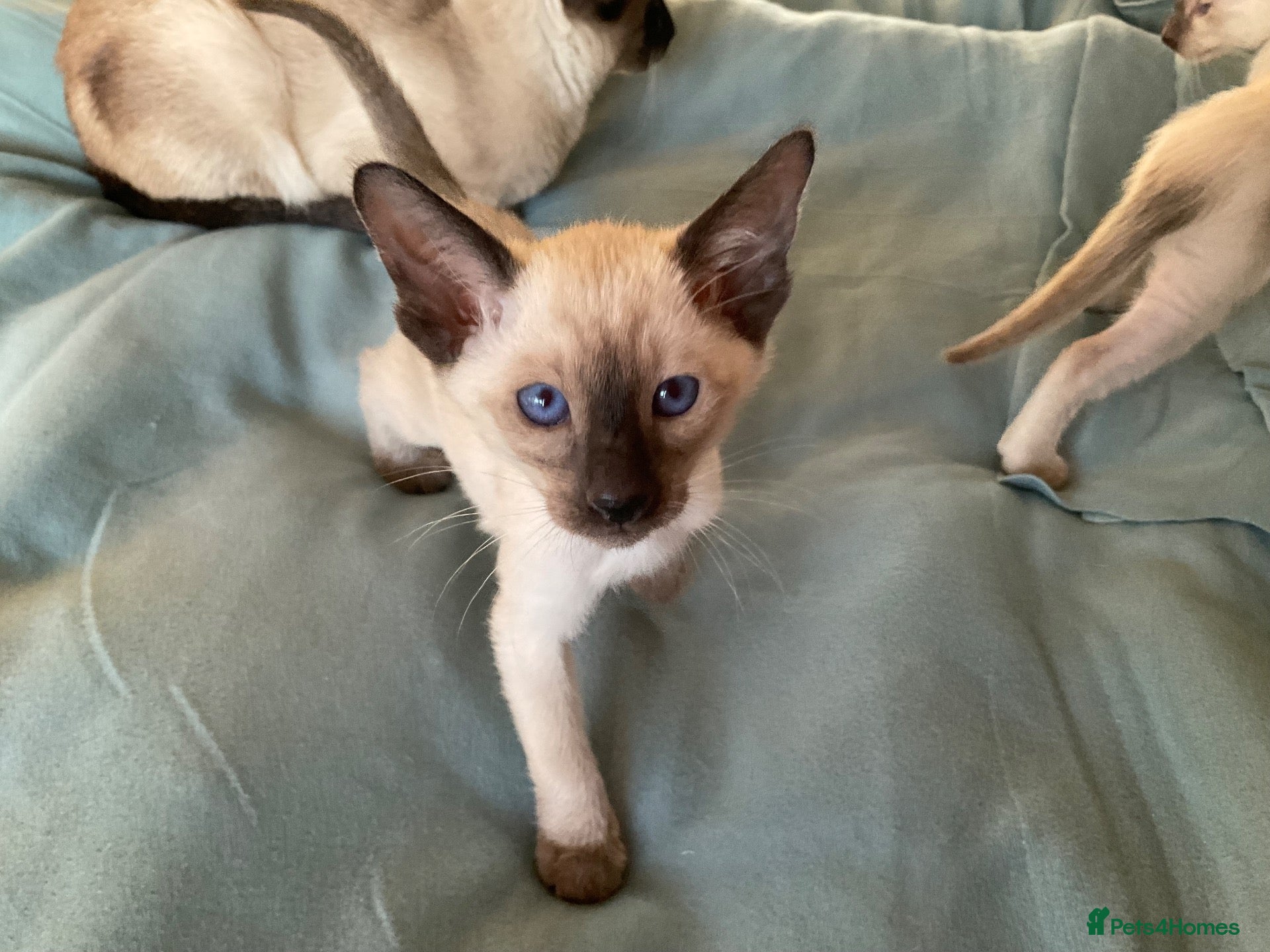 Siamese cats Georgeous Siamese kittens - Advert 1