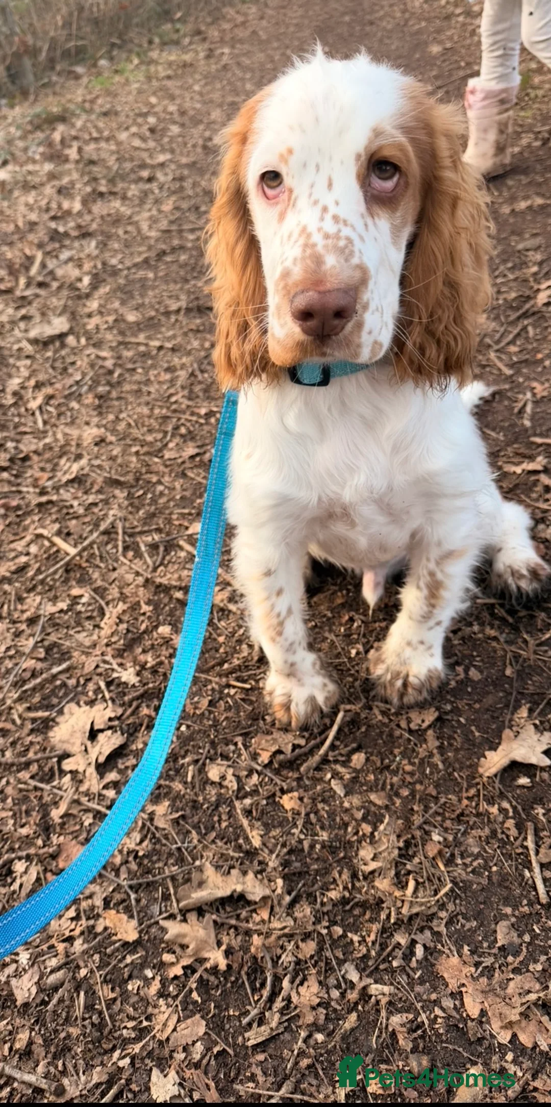 Cocker Spaniel dogs for sale: loving 6 month old male cocker spaniel  - Advert 2
