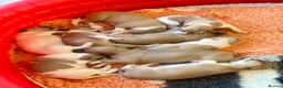Whippet dogs for sale: Beautiful whippet babies! in Ashton-under-Lyne - Advert 17