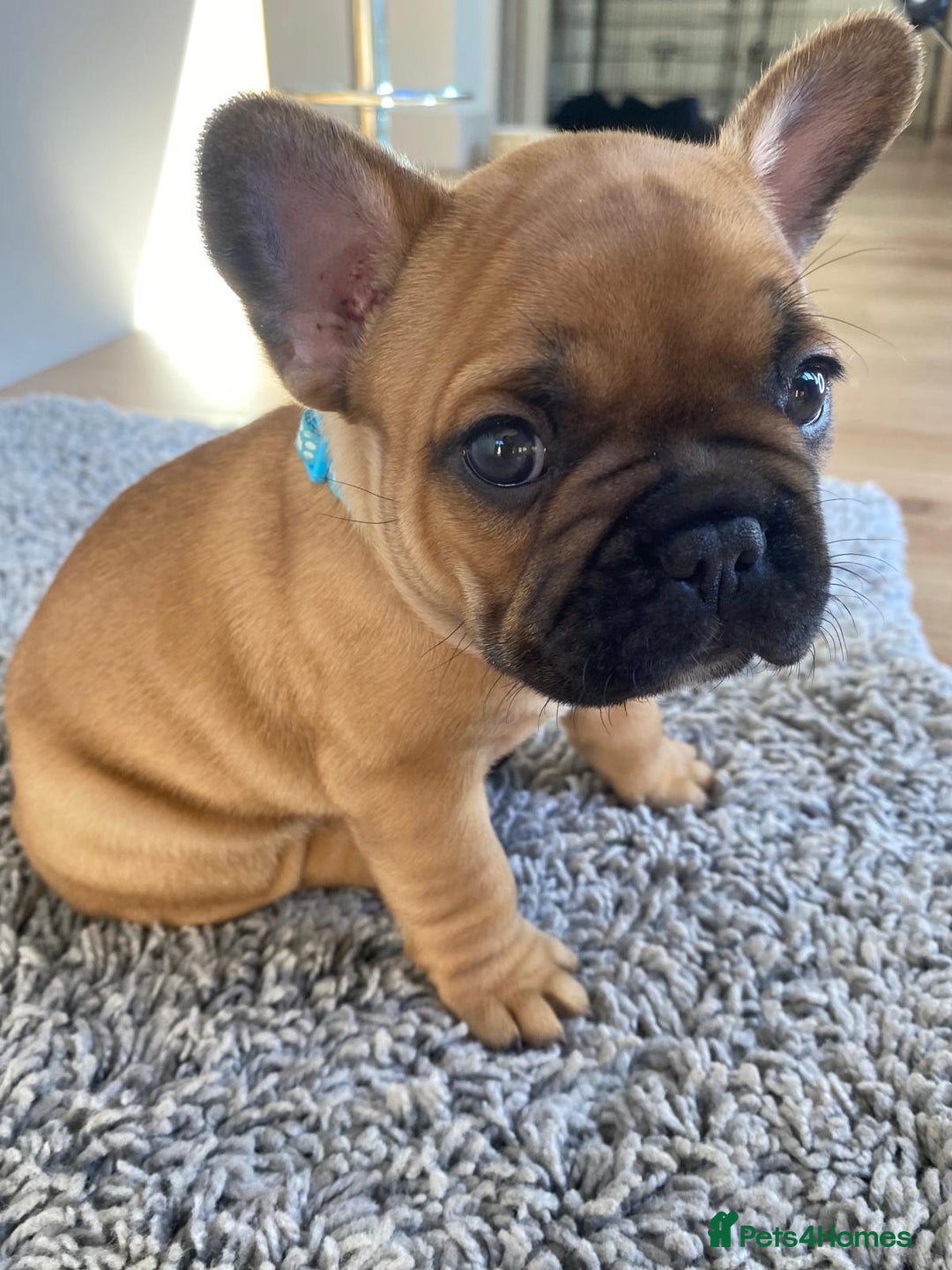 French Bulldog dogs for sale: Rare KC French bulldogs - champion lines  - Image 6