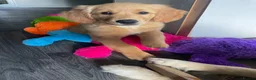 Golden Retriever dogs for sale: Last two available  - Advert 2
