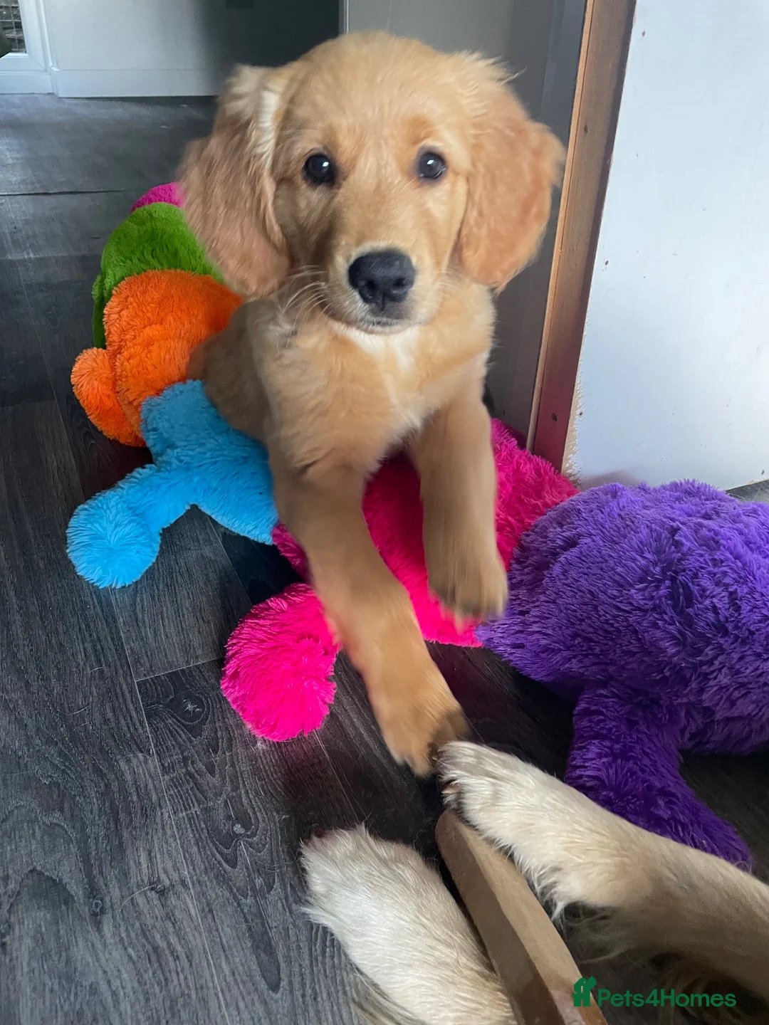 Golden Retriever dogs for sale: Last two available  - Advert 2