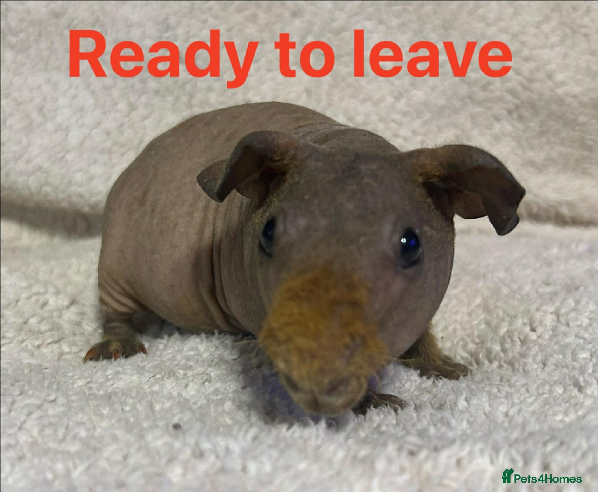 Guinea Pig rodents Skinny Pig Boars. Ready to Leave/Reserve Now.  - Advert 6