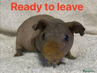 Guinea Pig rodents Skinny Pig Boars. Ready to Leave/Reserve Now. - Advert 8