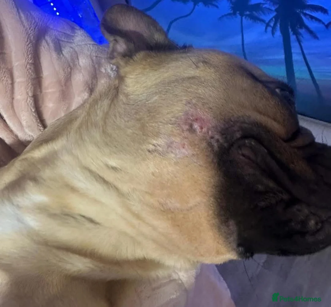 French Bulldog dogs for adoption: 💔 BONNIE NEEDS A SAFE PLACE TO HEAL 💔 - Advert 5