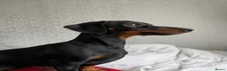 Miniature Dachshund dogs for sale: Miniature dachshunds - Advert 21