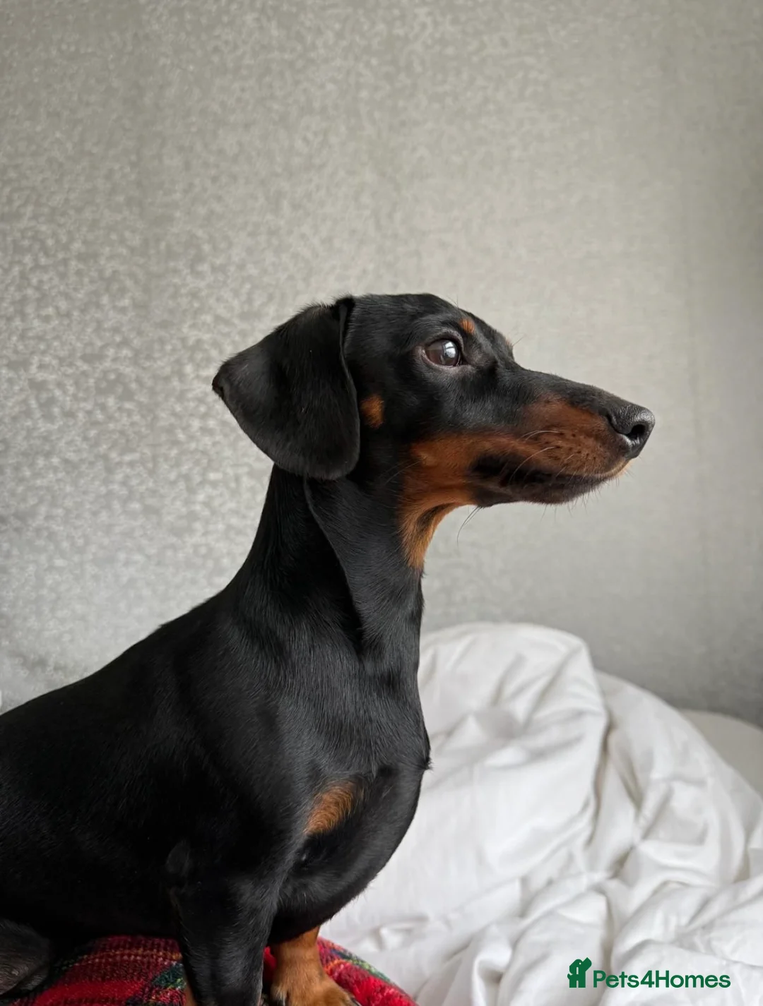 Miniature Dachshund dogs for sale: Miniature dachshunds - Advert 21