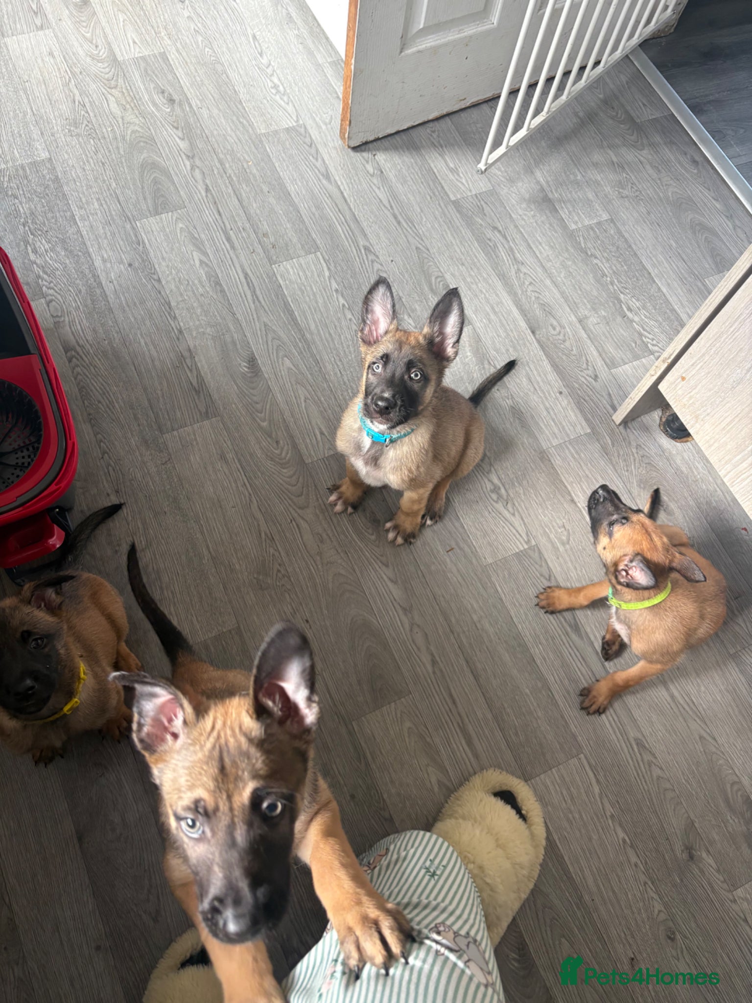 Belgian Shepherd Dog dogs Belgian malinois puppys. - Advert 1