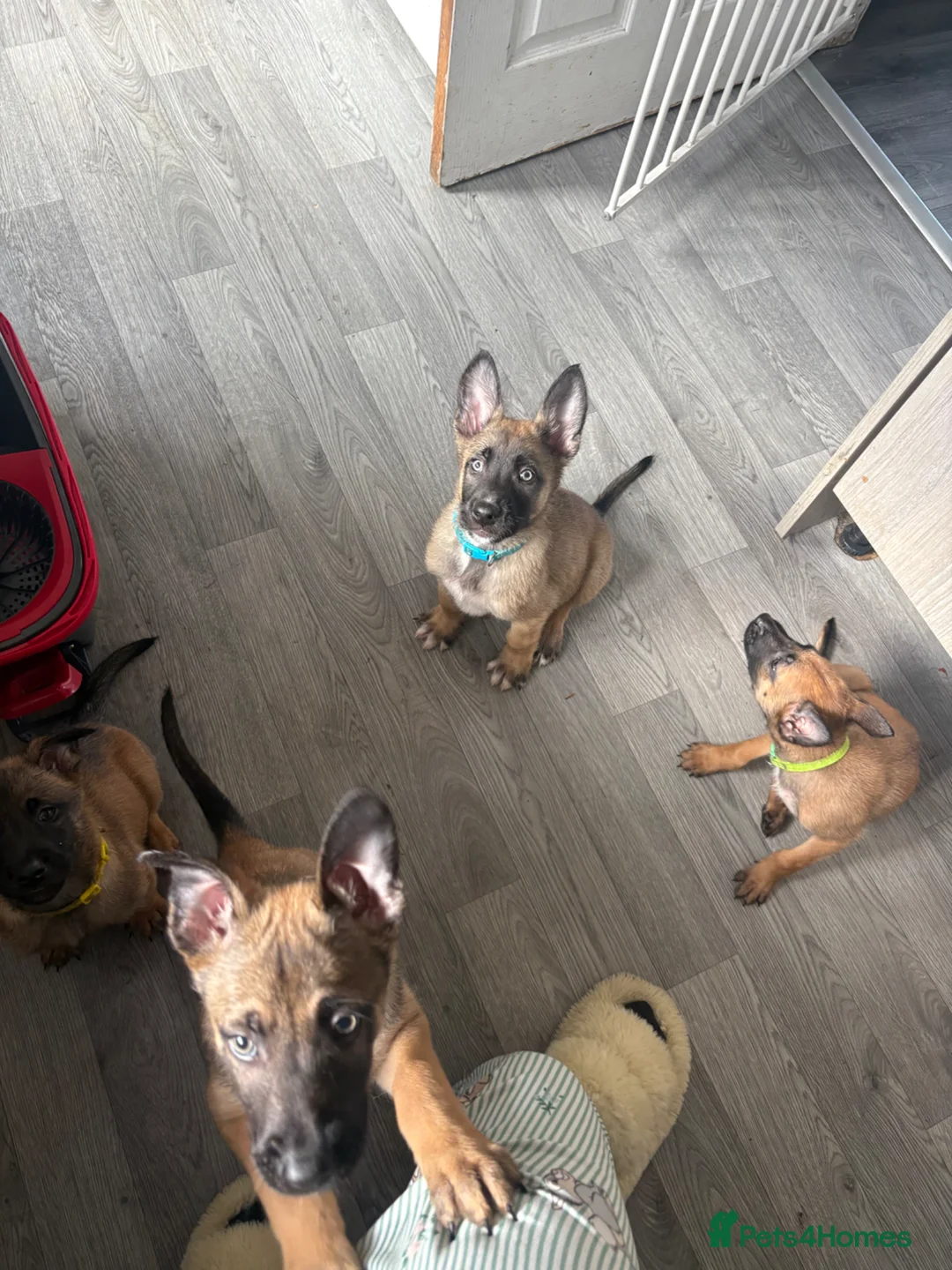 Belgian Shepherd Dog dogs for sale: Belgian malinois puppys. - Advert 1