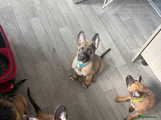 Belgian Shepherd Dog dogs Belgian malinois puppys. - Advert 1