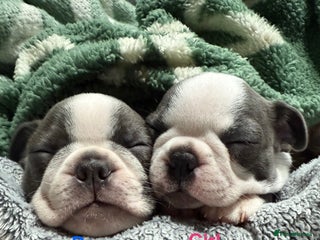 Boston Terrier dogs - Advert 7