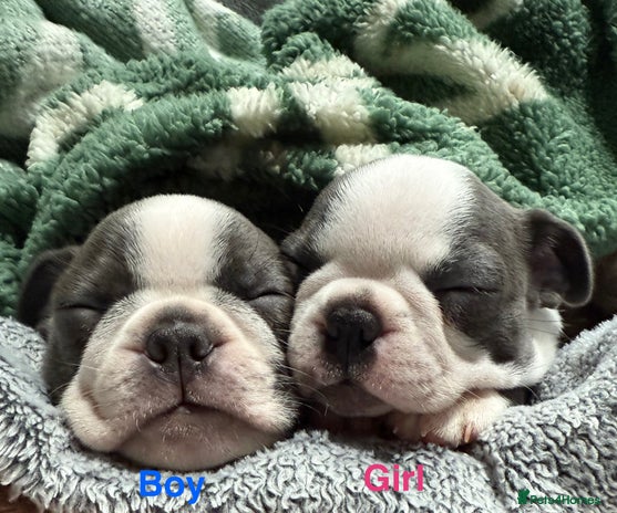 Boston Terrier dogs - Advert 2