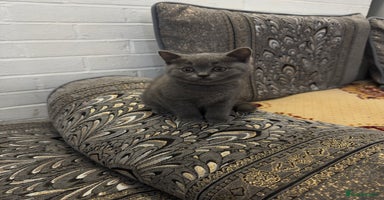 British Shorthair cats - Advert 12