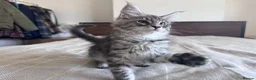 Maine Coon cats for sale: Maine Coon active kittens - Advert 19