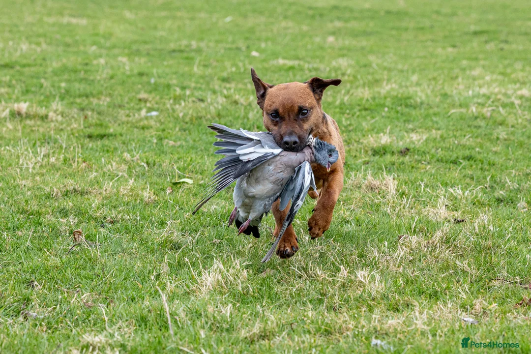 Patterdale Terrier dogs for stud: Super All Round Working Fell Terrier  in Hawes - Advert 18