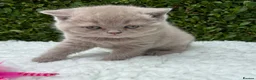 British Shorthair cats for sale: British Shorthair Lilac  - Advert 5